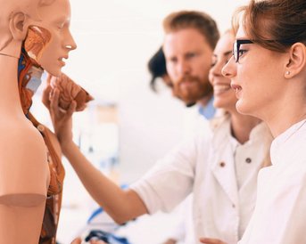 Eine Gruppe von Fachleuten untersucht ein anatomisches Modell, während sie miteinander sprechen und Informationen austauschen.